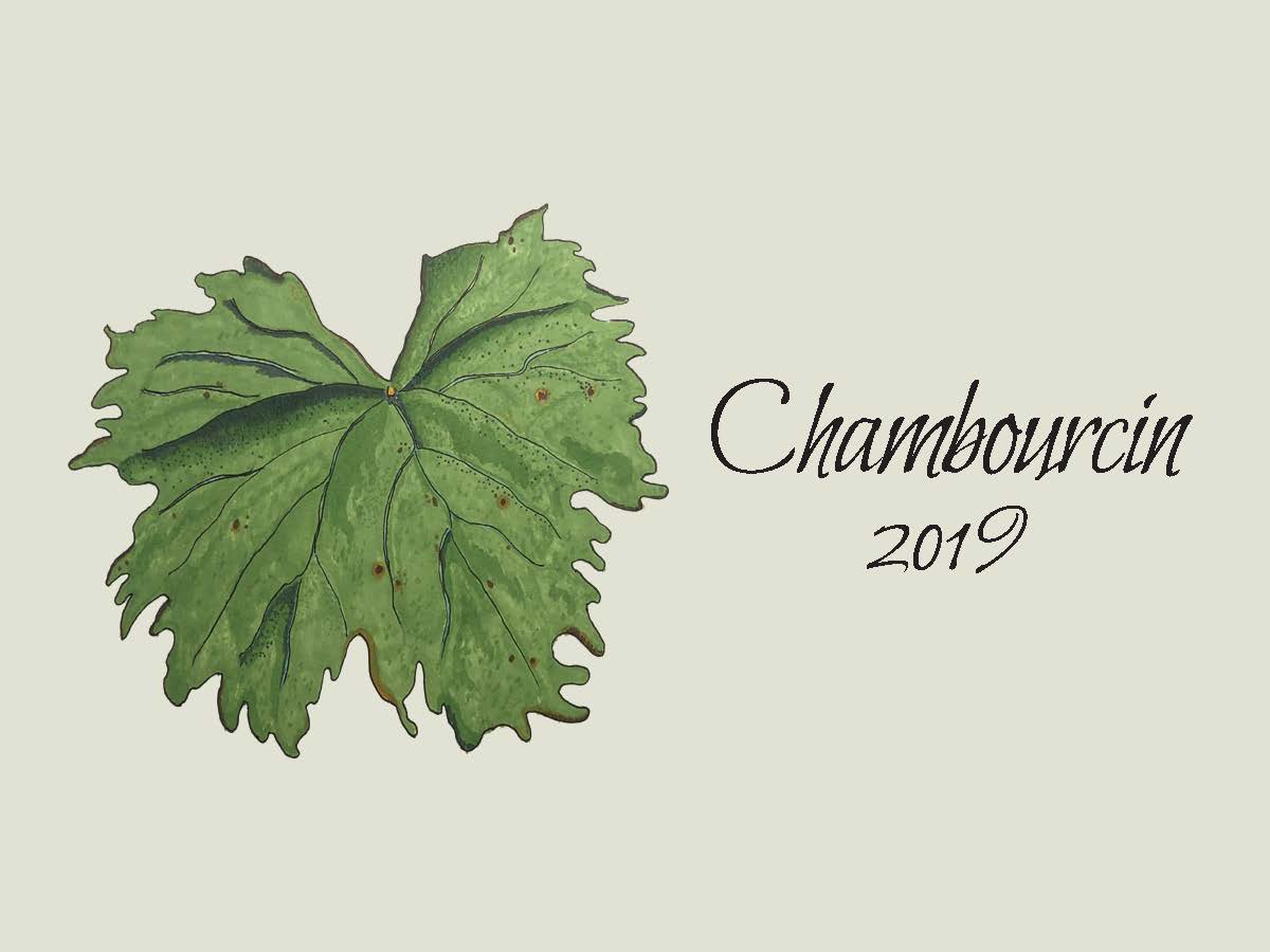 Chambourcin (2019)
