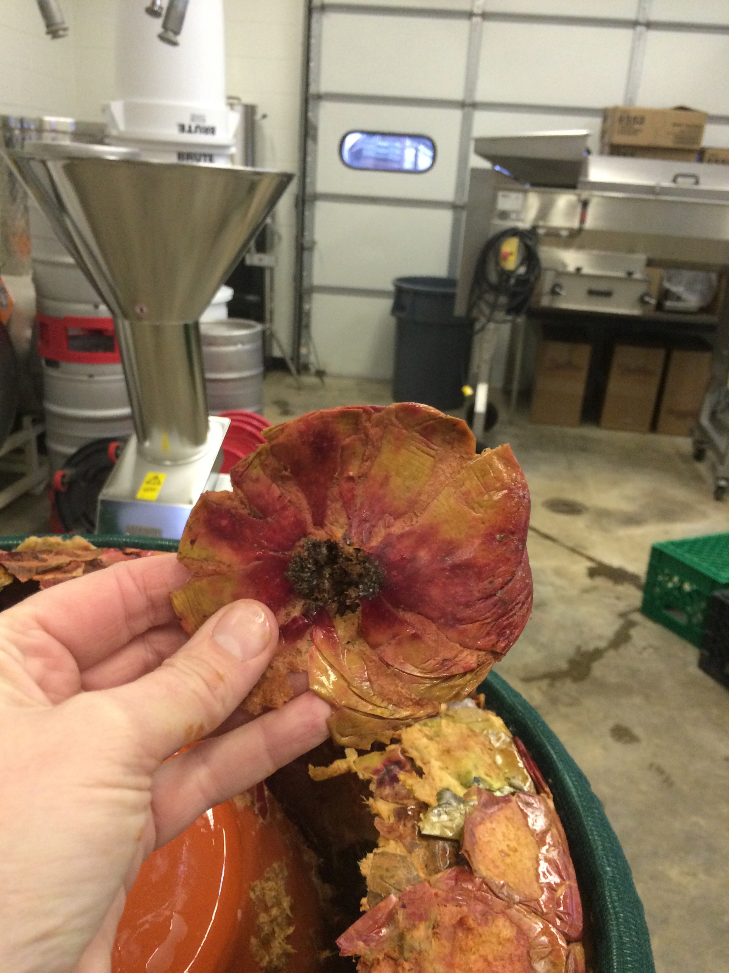 Flattened Redfield apple after pressing