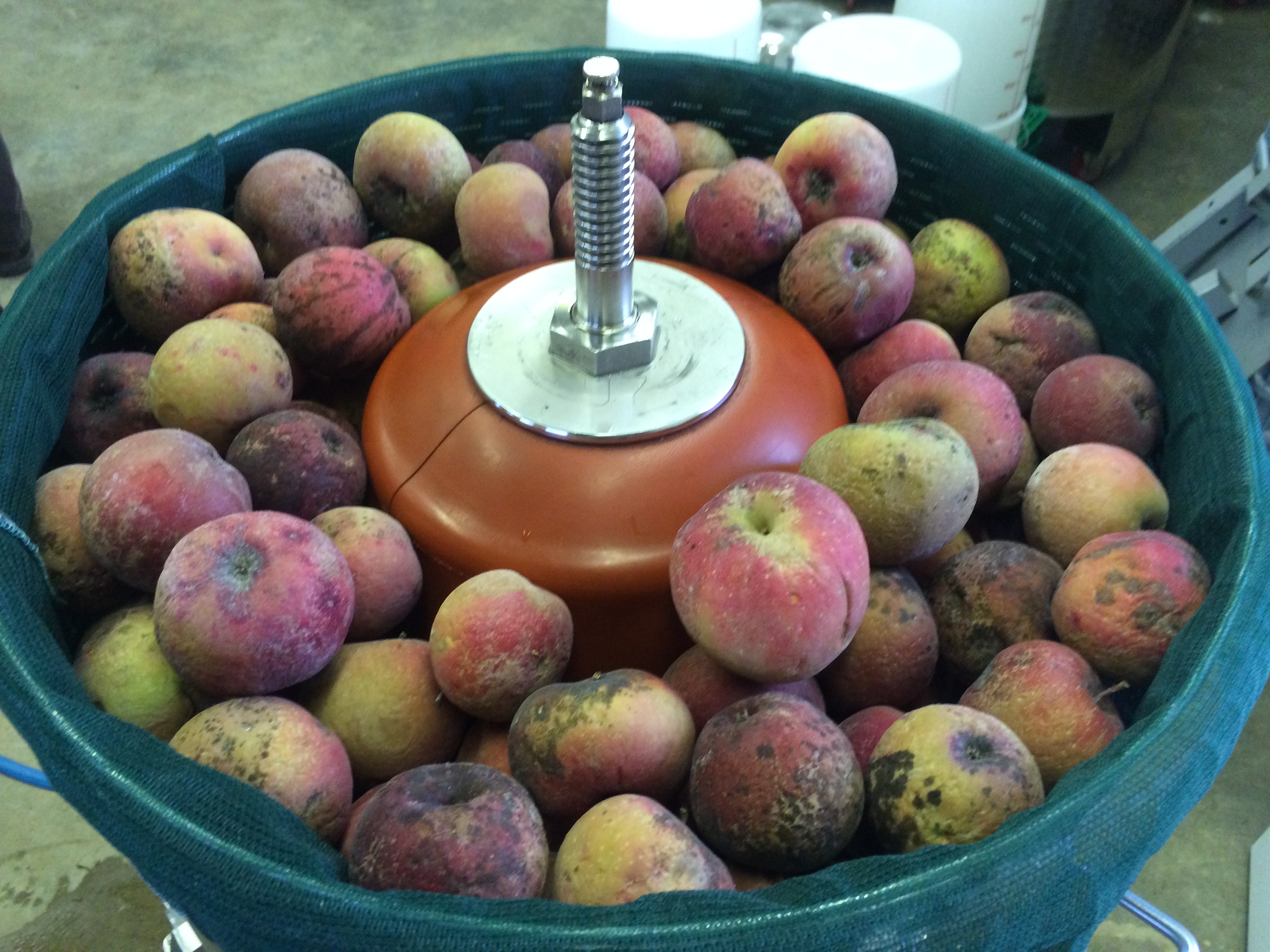 Frozen Redfield apples loaded in press