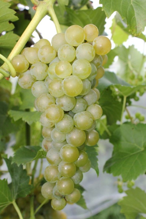 Seyval Blanc