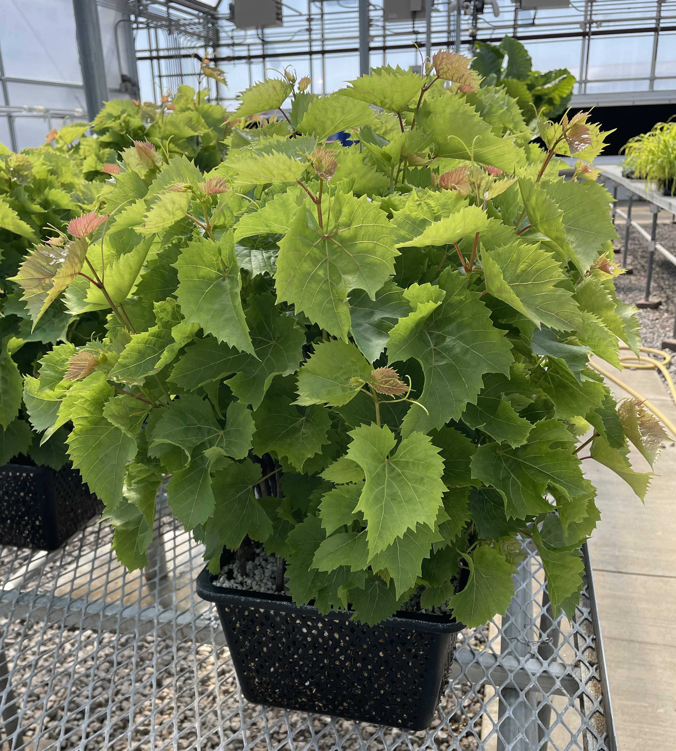 Green Potted Vine