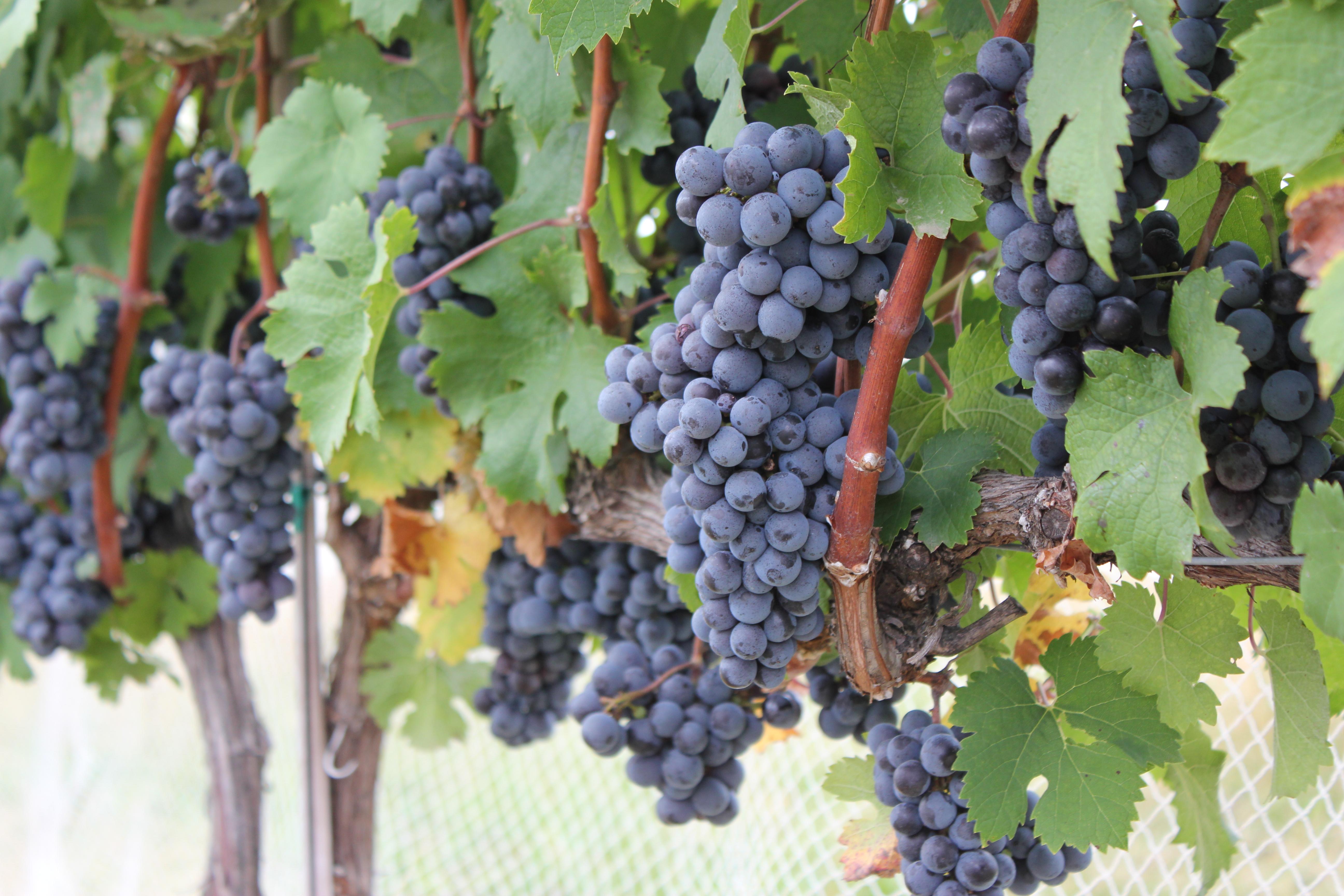 Cabernet Franc Clusters